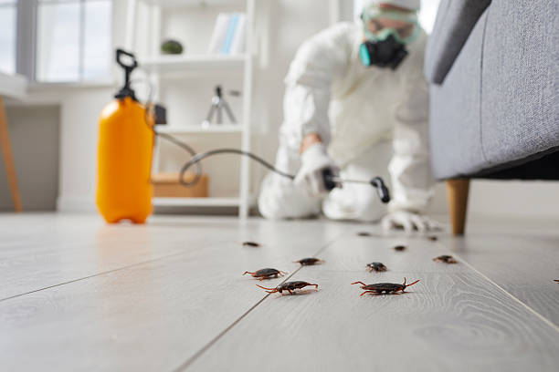 Commercial Kitchen Cockroach Control in Houston